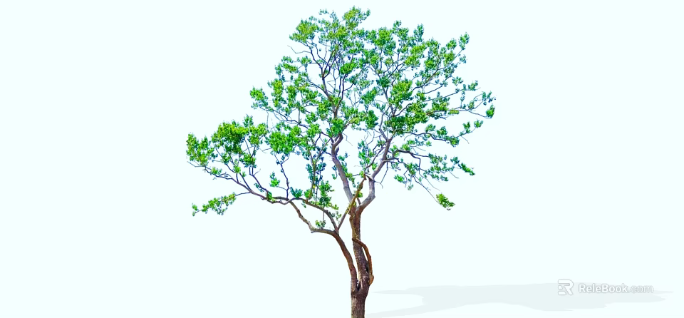 Single Deciduous Tree With Lush Green Foliage And Strong Brown Trunk 3d model