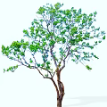 Single Deciduous Tree With Lush Green Foliage And Strong Brown Trunk 3d model