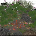 Lotus Flowers And Green Leaves In Pond With Colorful Koi Fish Swimming