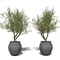 Two Bonsai Trees with Brown Trunks and Green Leaves in Gray Pots