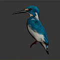 Vibrant Blue And White Kingfisher With Long Black Beak And Red Feet On Gray Background