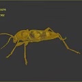 Orange and Black Spotted Beetle With Long Antennae and Legs on Dark Background