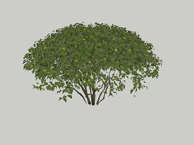 Dense Lush Green Leafy Plant With Rounded Canopy And Small Fruits 3d model