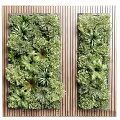Living Plant Wall With Diverse Green Plants Lush Foliage And Wooden Frame For Indoor Decoration