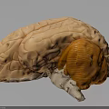 Detailed Human Brain Anatomical Model With Cerebral Cortex And Cerebellum Structure