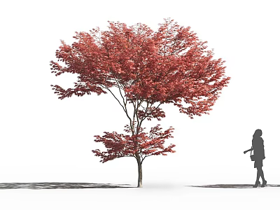 Vibrant Red Foliage Deciduous Tree With Silhouetted Person Standing Nearby 3d model