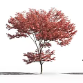Vibrant Red Foliage Deciduous Tree With Silhouetted Person Standing Nearby