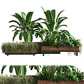 Large Leafy Potted Plants with Broad Green Foliage in Wooden Planters for Indoor Decor