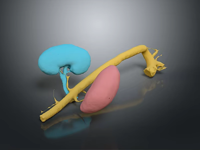 Colored 3D Anatomical Organs Model Featuring Blue Pink And Yellow Structures 3d model