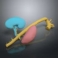 Colored 3D Anatomical Organs Model Featuring Blue Pink And Yellow Structures