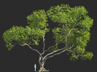 Large Tree with Lush Foliage and Thick Trunk in 3D Rendering with Small Figure 3d model