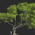 Large Tree with Lush Foliage and Thick Trunk in 3D Rendering with Small Figure 3d model
