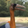 Flying Animal Large Bird With Orange Neck Black Wings White Body Long Beak In Grassland