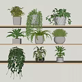 Bonsai Potted Plants Arranged On Wooden Shelves With Various Green Foliage Types