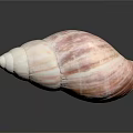 Pink And White Spiral Seashell On Smooth Black Surface With Reflection 3d model