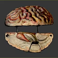 Animal Brain Anatomical Model with Red Yellow Textures and Detailed Structure 3d model