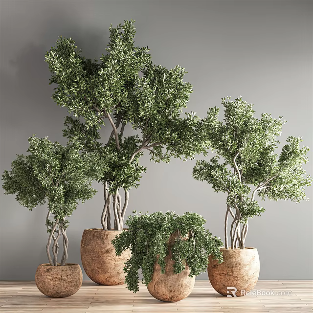 Multiple Green Bonsai Plants In Cork Pots For Indoor Decorative Arrangement 3d model 