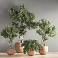 Multiple Green Bonsai Plants In Cork Pots For Indoor Decorative Arrangement