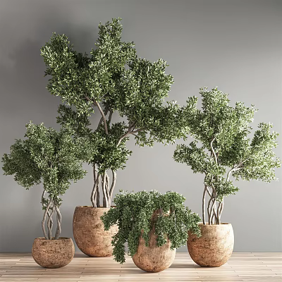 Multiple Green Bonsai Plants In Cork Pots For Indoor Decorative Arrangement 3d model
