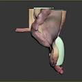 3D Anatomical Illustration of Human Organs and Hair Structures With Detailed Medical View