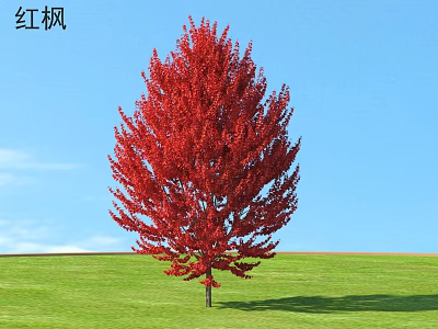 Red Maple Arbor With Vibrant Red Leaves Against Blue Sky And Green Grass 3d model
