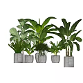 Assorted Large Leaf Potted Plants in White Concrete Pots for Indoor Decor 3d model