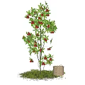 Lush Arbor With Red Fruits Green Leaves And Wooden Barrel On Grass