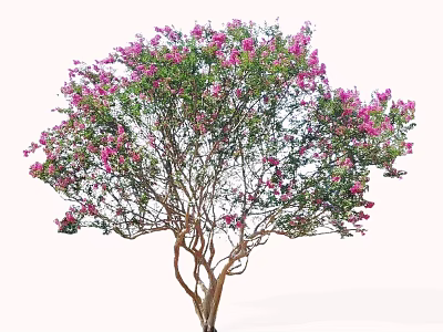 Vibrant Flowering Tree with Pink Blossoms Lush Green Foliage and Branched Trunk 3d model