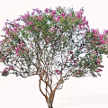 Vibrant Flowering Tree with Pink Blossoms Lush Green Foliage and Branched Trunk
