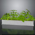 Lush Green Plants Growing In White Rectangular Planter With Gray Background And Reflective Surface