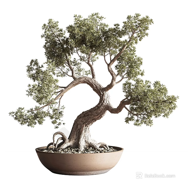 Lush Green Bonsai Tree with Curved Trunk and Exposed Roots in Brown Pot 3d model 