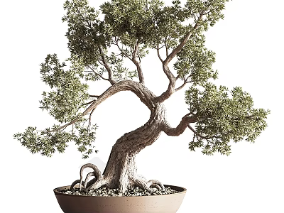 Lush Green Bonsai Tree with Curved Trunk and Exposed Roots in Brown Pot 3d model