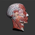3D Human Head and Neck Muscle Anatomical Model With Red White Texture on Dark Background