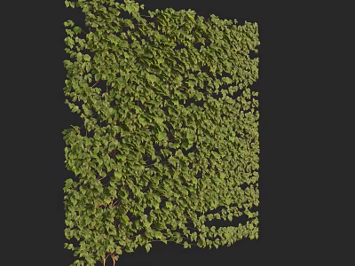 Lush Green Vine With Dense Leaves For Wall Decoration And Natural Landscape 3d model