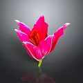 Pink Lily Flower With White Edged Petals And Yellow Stamens On Dark Background With Reflection