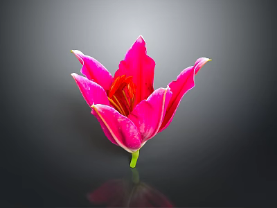 Pink Lily Flower With White Edged Petals And Yellow Stamens On Dark Background With Reflection 3d model