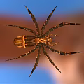 Detailed Large Spider With Brown And Black Patterned Legs On Orange Background