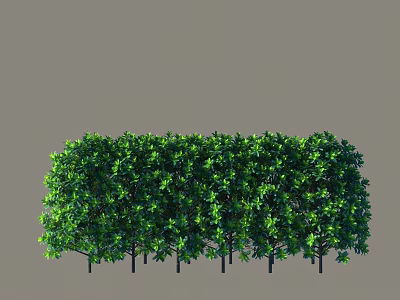 Lush Green Shrubs Forming Dense Trimmed Hedge For Outdoor Garden Landscape 3d model