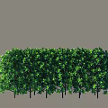 Lush Green Shrubs Forming Dense Trimmed Hedge For Outdoor Garden Landscape