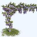 Lush Wisteria Vine With Hanging Purple Flowers Forming Arch Over Green Grass