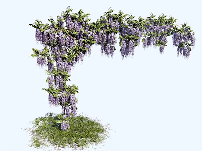Lush Wisteria Vine With Hanging Purple Flowers Forming Arch Over Green Grass 3d model