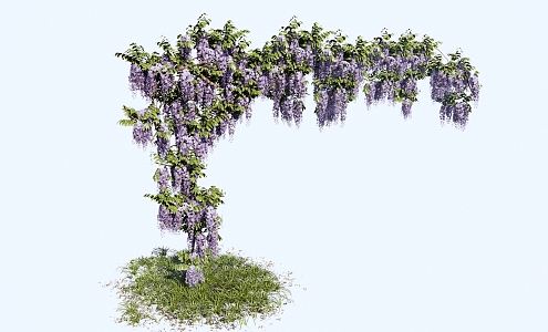 Modern Vine Wisteria Carrica Paliurus Flowering Plant Climbing Vine Plant Wisteria Flower 3d model