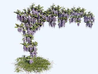 Modern Vine Wisteria Carrica Paliurus Flowering Plant Climbing Vine Plant Wisteria Flower 3d model