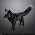 Striking Black and Gray Fox with White Tipped Tail Standing on Gray Background