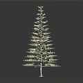 Tall Evergreen Pine Tree With Green Needles And Natural Trunk Structure