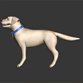 Golden Labrador Dog With Blue Collar And Tag On Black Reflective Surface