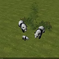 Cute Panda Family With Adult And Baby Playing On Green Grass Near Trees And Bushes