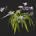 Vibrant Purple and White Flowers with Long Green Leaves in Natural Plant