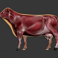 Cow Muscle Anatomy 3D Anatomical Model Showing Detailed Muscular Structure