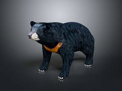 Realistic 3D Black Bear Model With Orange Neck And Standing Posture 3d model